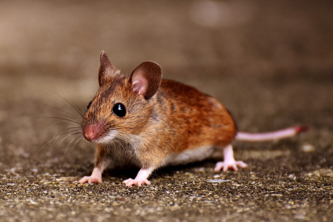 mouse - contact aantex pest control