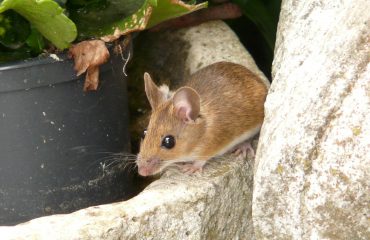 mouse - aantext pest control