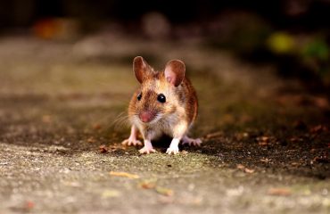 rodent problem - aantex pest control