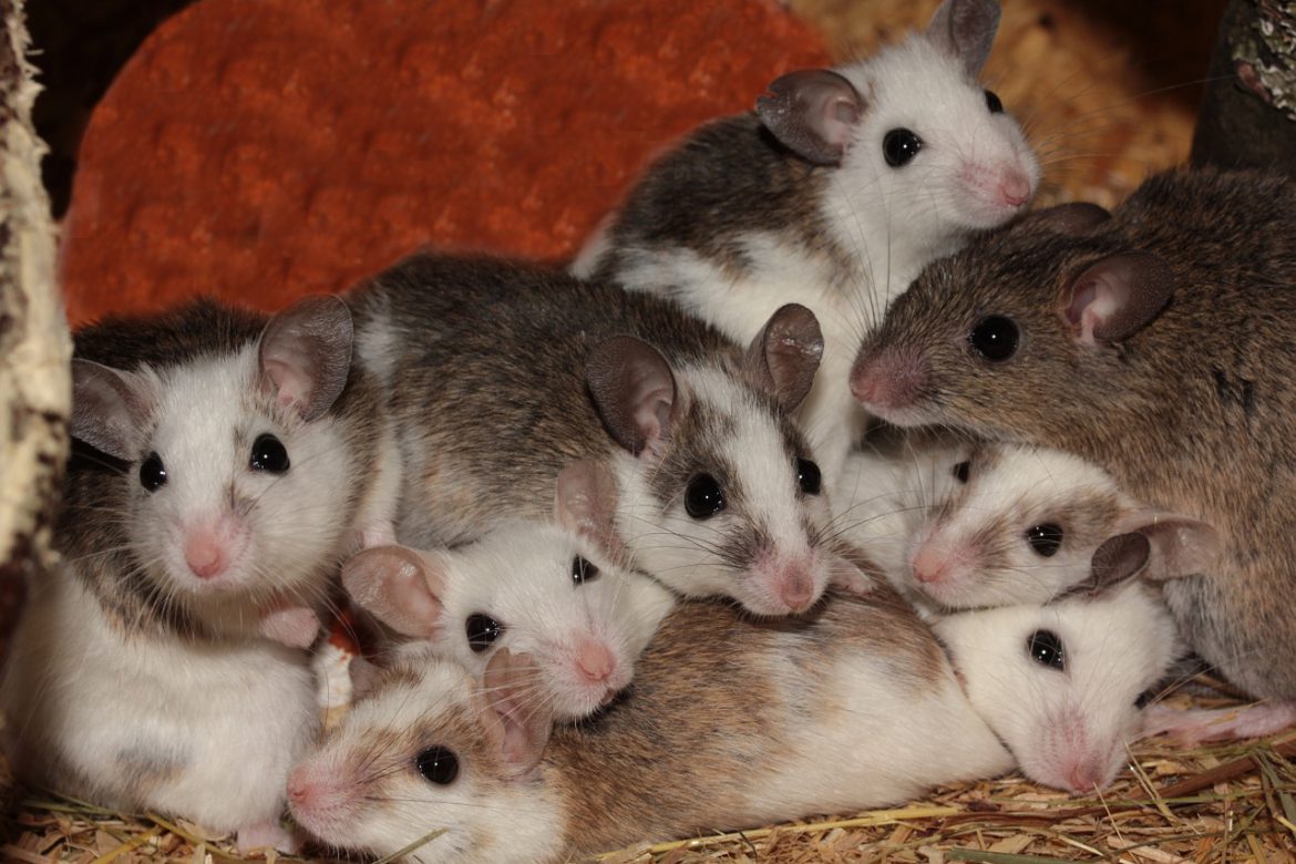 rodents nesting-aantex pest control
