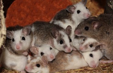 rodents nesting-aantex pest control