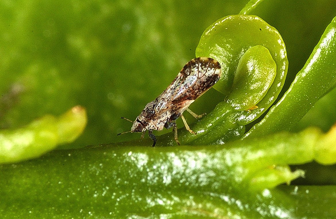 Asian citrus psyllid bug