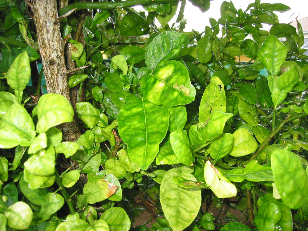 Citus greening disease