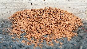 Termite Fecal - Aantex Pest