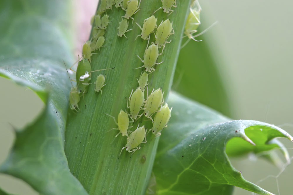 aphids-pest control