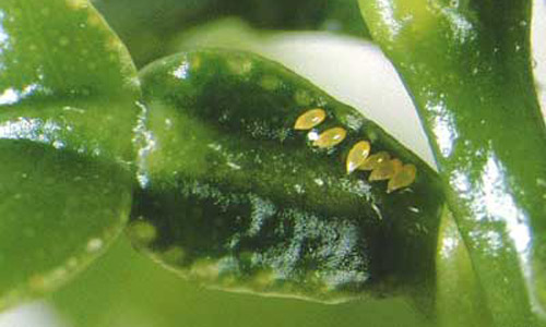 asian citrus psyllid infected leaf