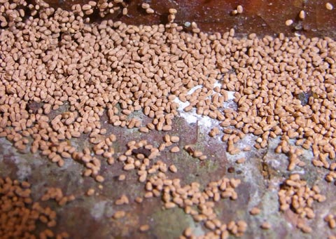 drywood-termite-pellets