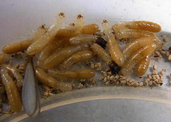 drywood-termites