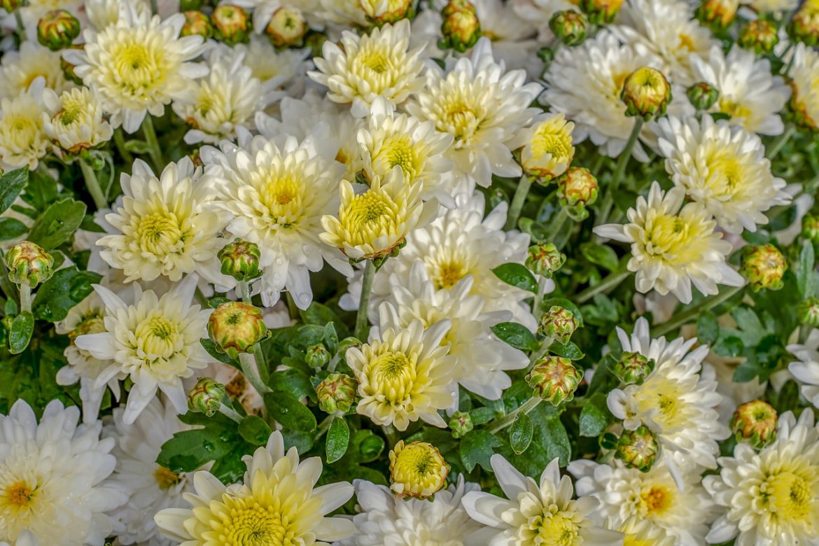 eco pest control - chrysanthemums