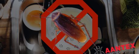 roach prevention tips