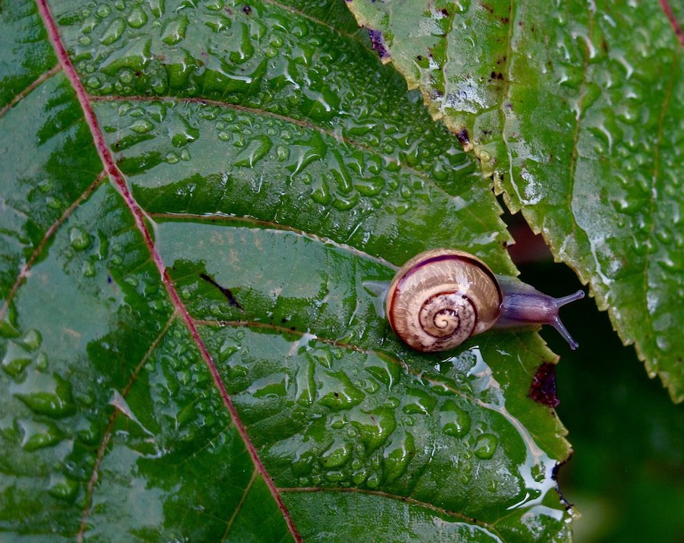 snails gardening