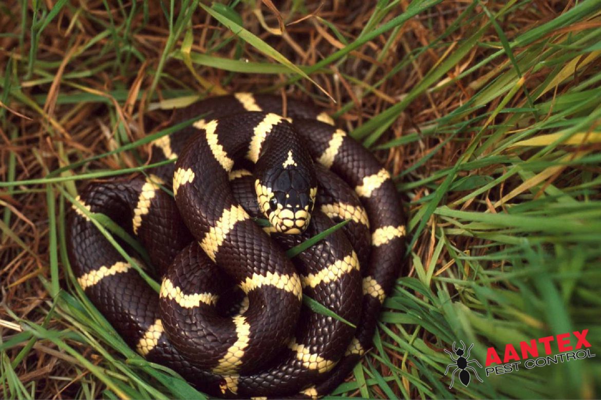 Facts About California Kingsnake