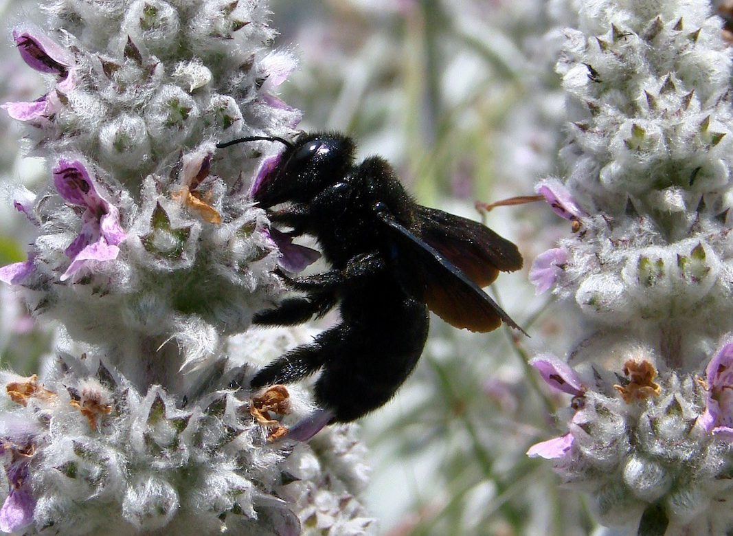 female carpenter bee