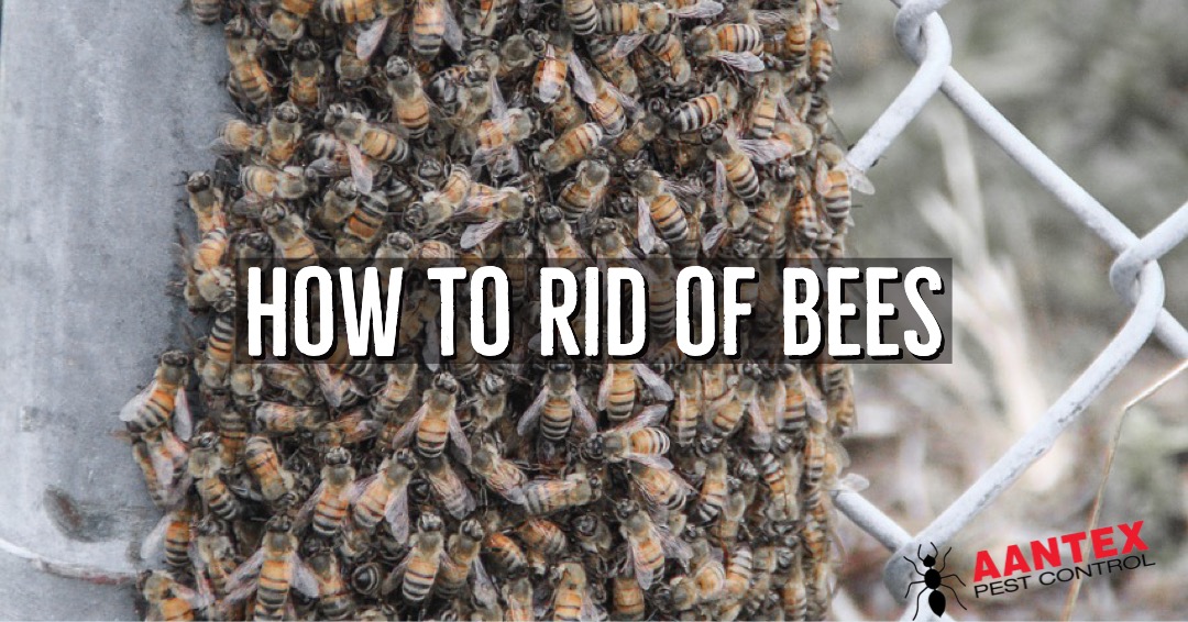 HOW TO GET RID OF BEES IN A BUSH