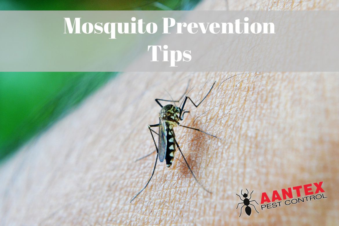 Preventing Mosquitos Around Your Home