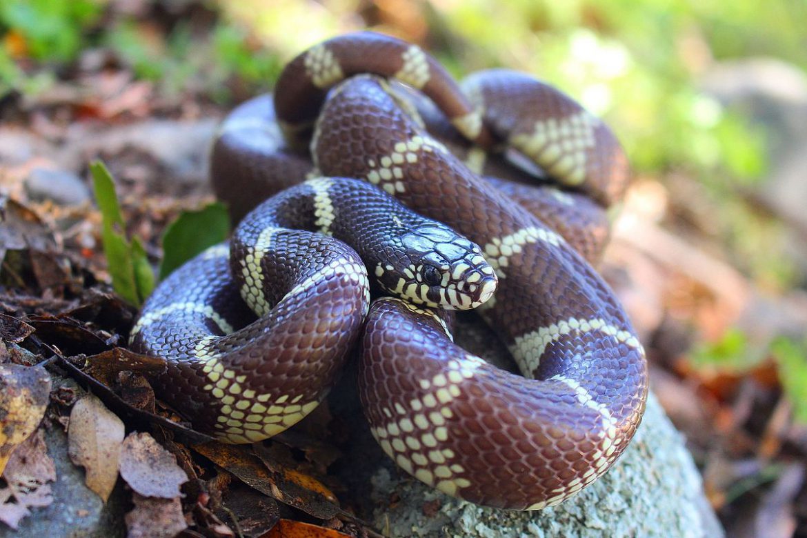 facts-about-california-kingsnake-aantex