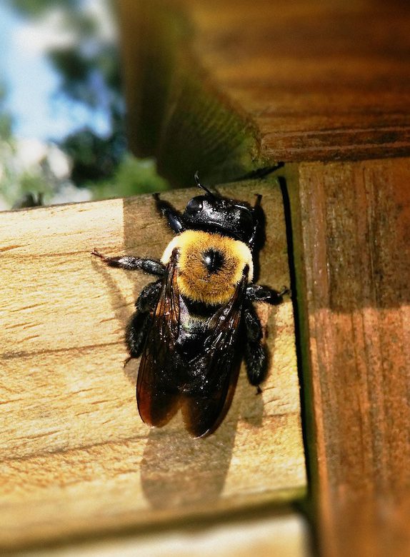 carpenter bee male