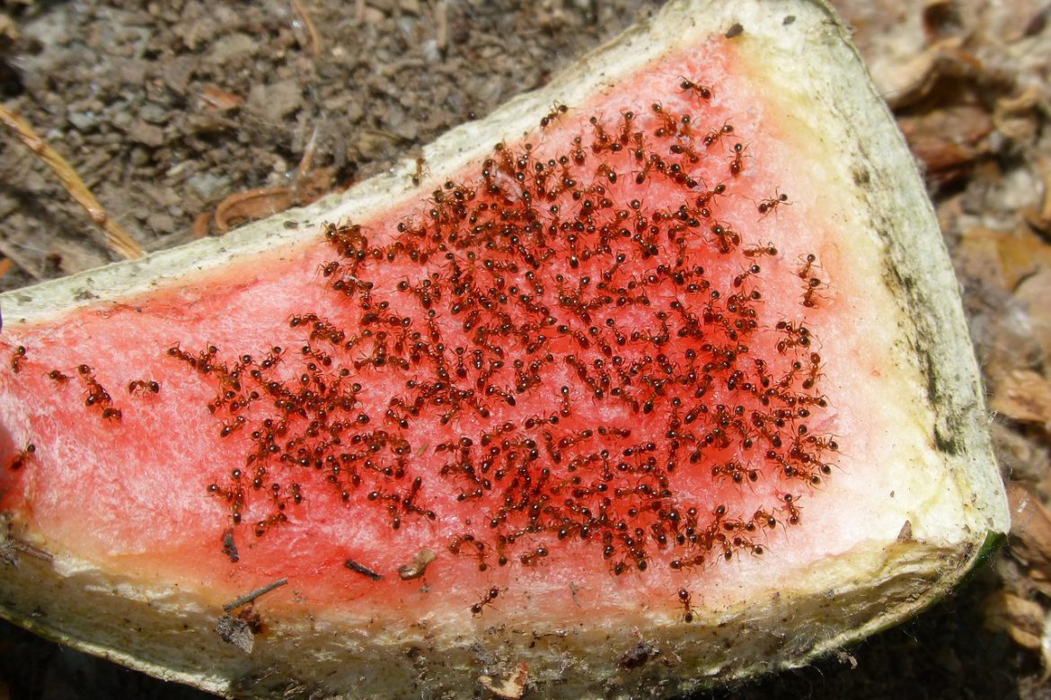 Ant Prevention - aantex pest control