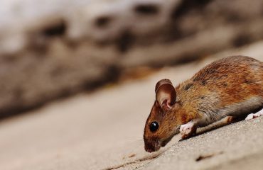 Prevent Rodents - Mice
