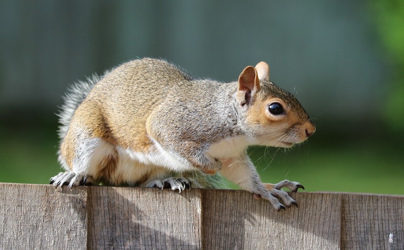 Prevent Rodents - Squirels