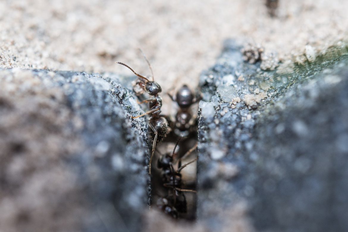 prevent ants - aantex pest control
