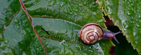 tips to rid of snails and slugs