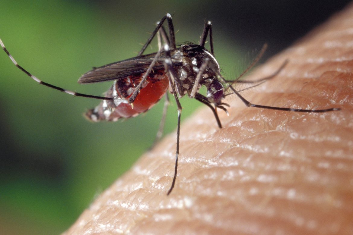 Invasive Mosquito Species to Look For