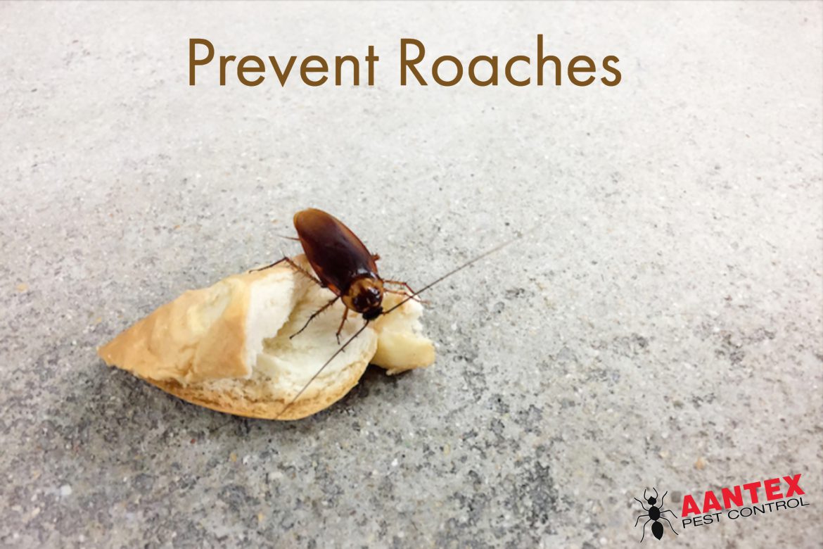 Prevent Roaches - Aantex Pest