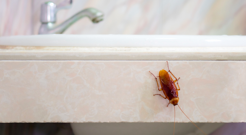 Summer Pests - Cockroach Infestation
