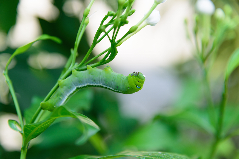 Prevent Hornworms in your gardent