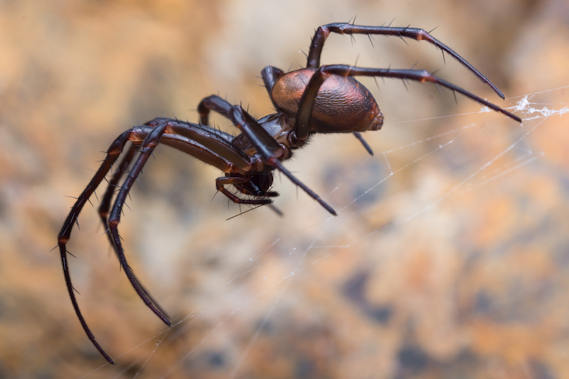 House Spiders  Pest Information & Prevention Tips