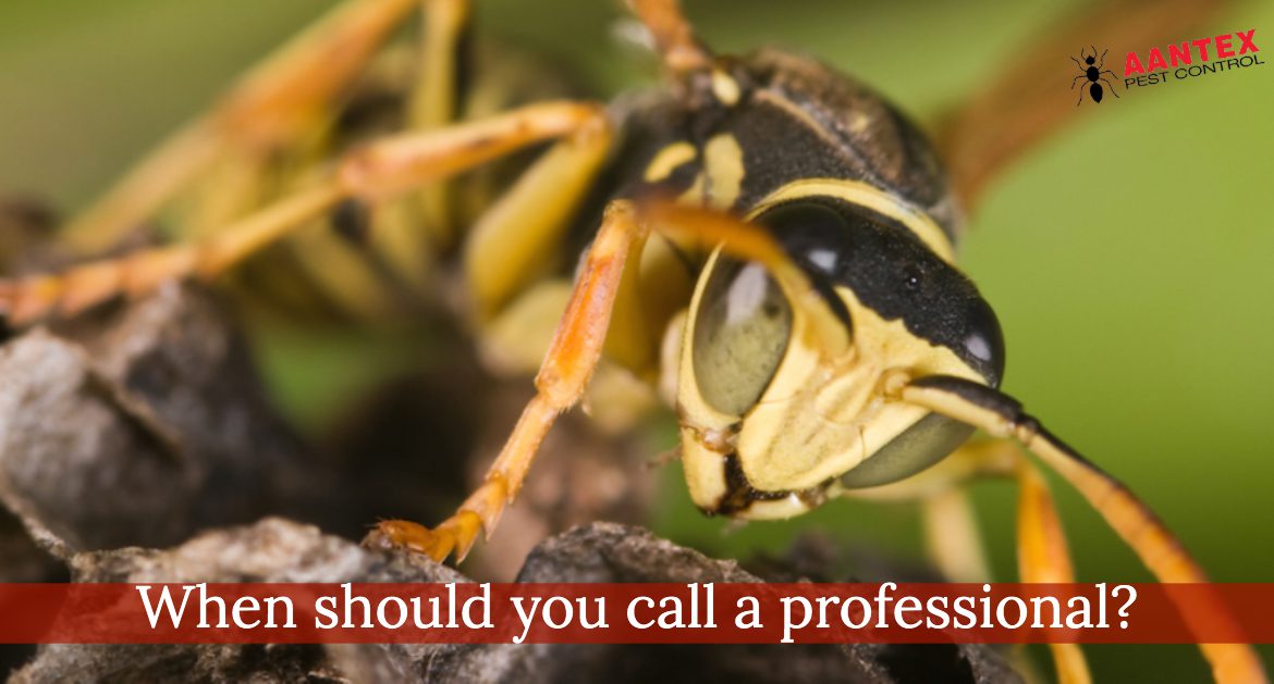 When Do You Need to Call a Pest Control Professional?