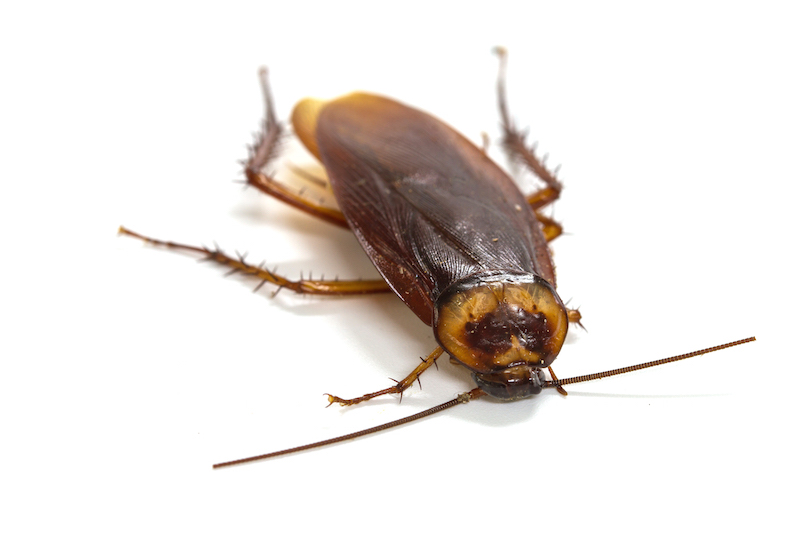 DIY Methods to Get Rid of Roaches in Your Home