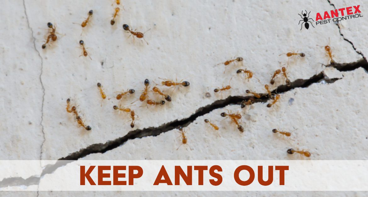 Keep Ants Out Of Your House 