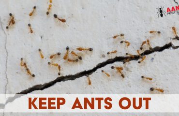 Keep Ants Out on A Rainy Day