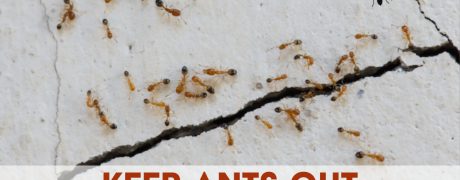 Keep Ants Out