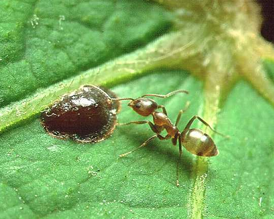 argentine ant