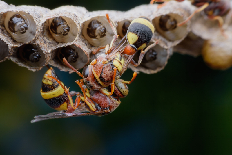 Wasp and Wasp Hive