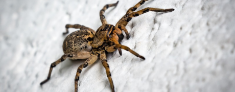Spiders during the Fall - Pest Control