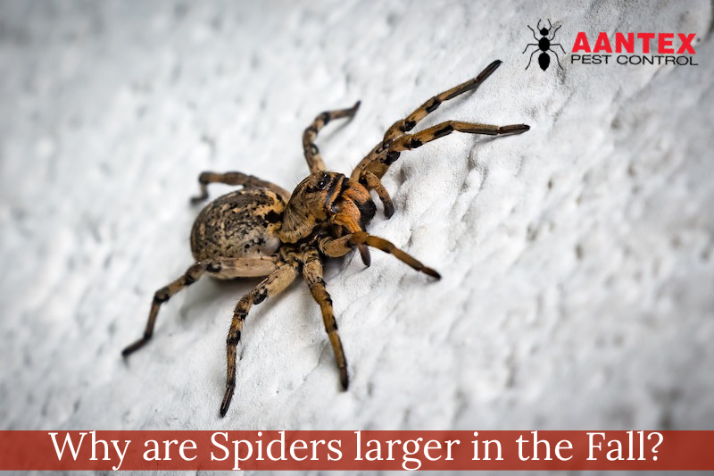 Spiders Can Mean Problems in the Fall for Homeowners