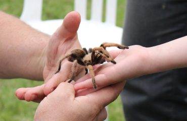 Handling A Tarantula