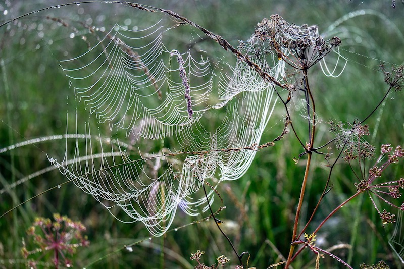 Spider Webs