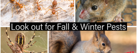 Winter and Fall Pests in California