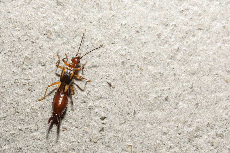 Earwig - Pest control