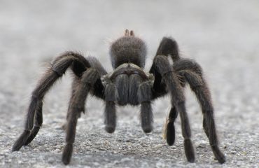 Black Tarantula