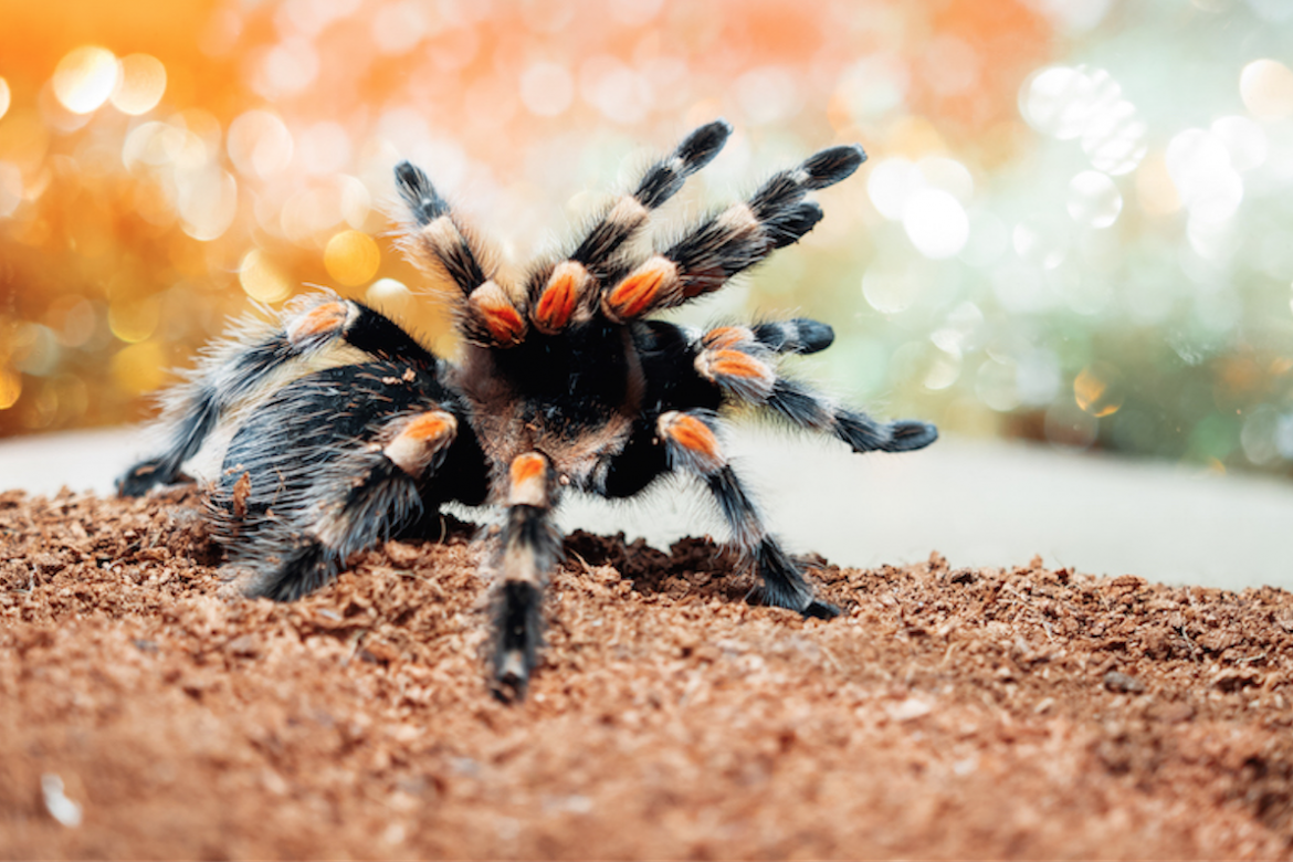 Are Tarantulas in the Fall Dangerous?