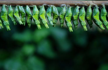 Insect Larvae