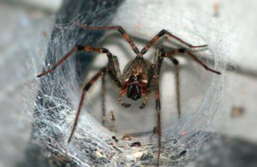 Funnel Spider