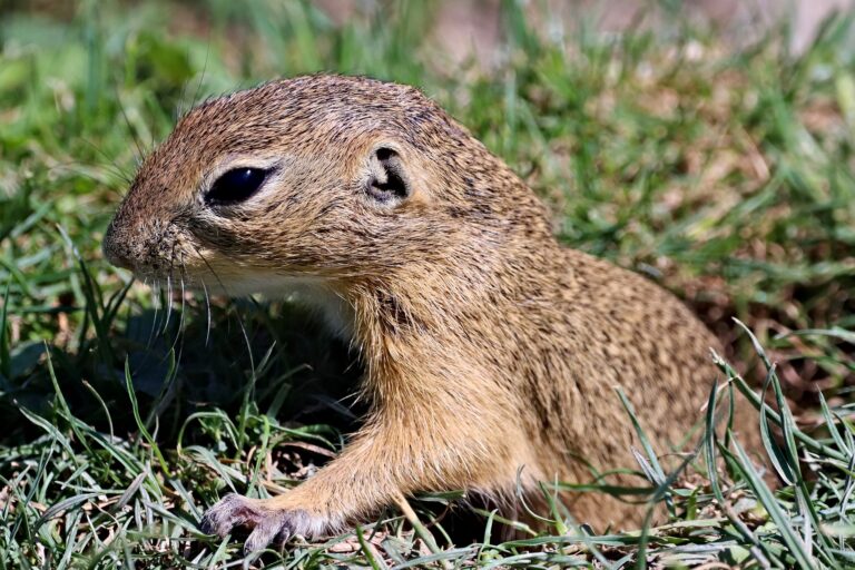 Gopher in Grass