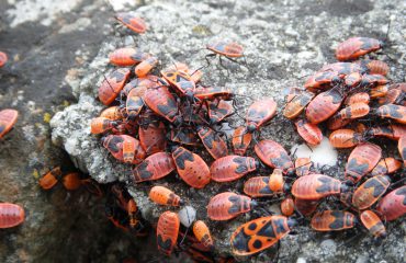 Insects Under Rock